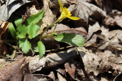 Ranunculus hispidus