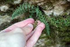 Asplenium fontanum