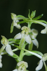 Platanthera mixta