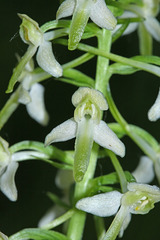 Platanthera mixta