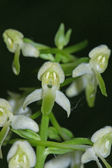 Platanthera mixta