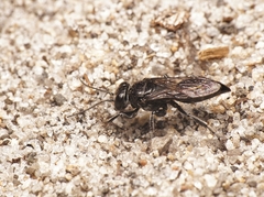 Tachysphex nigerrimus