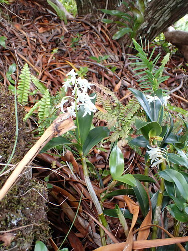 Image of Dendrobium moorei by (c) Leon Perrie, some rights reserved (CC BY)