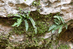 Asplenium fontanum