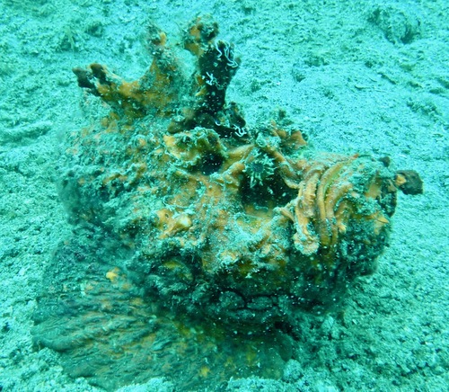 Synanceia horrida