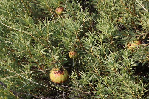 Image of Protea namaquana by (c) Tony Rebelo, some rights reserved (CC BY-SA)