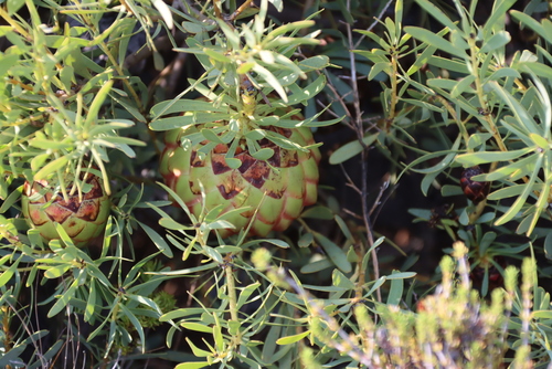 Image of Protea namaquana by (c) Tony Rebelo, some rights reserved (CC BY-SA)