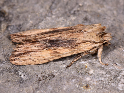 Pale Pinion