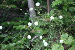 Scabiosa bipinnata