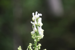 Aconitum orientale