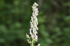 Aconitum orientale