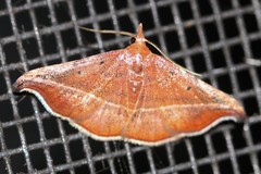 Corgatha ancistrodes