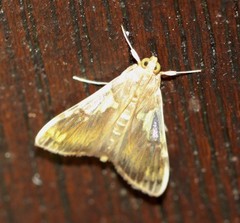 Rehimena cissophora
