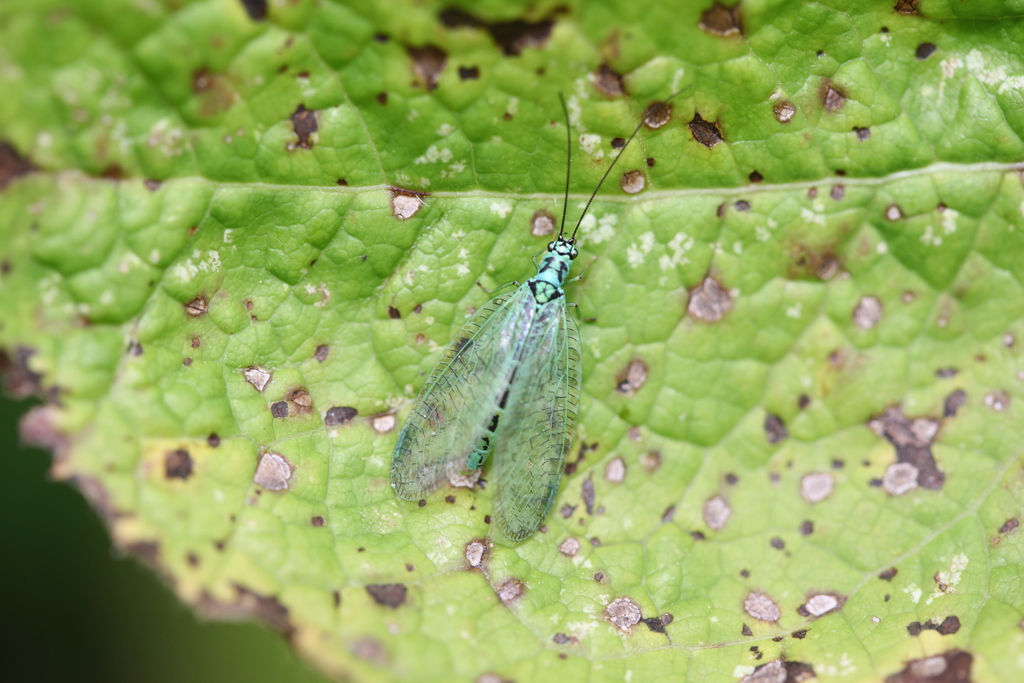 Chrysopa fuscostigma
