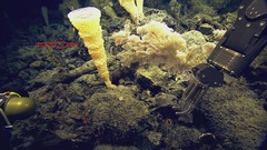 Pinulasma