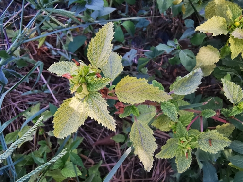 three-lobe false mallow