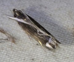 Chaliniastis astrapaea