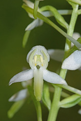 Platanthera mixta