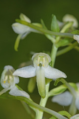 Platanthera mixta