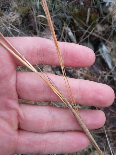 Image of Anatherum perangustatum by (c) Will McFarland, some rights reserved (CC BY)