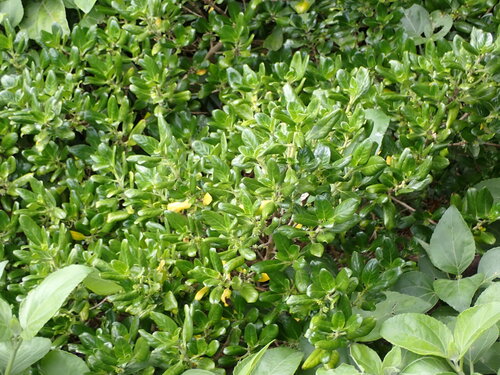 Image of Coprosma prisca by (c) Leon Perrie, some rights reserved (CC BY)