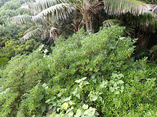 Goatwood (Coprosma prisca)