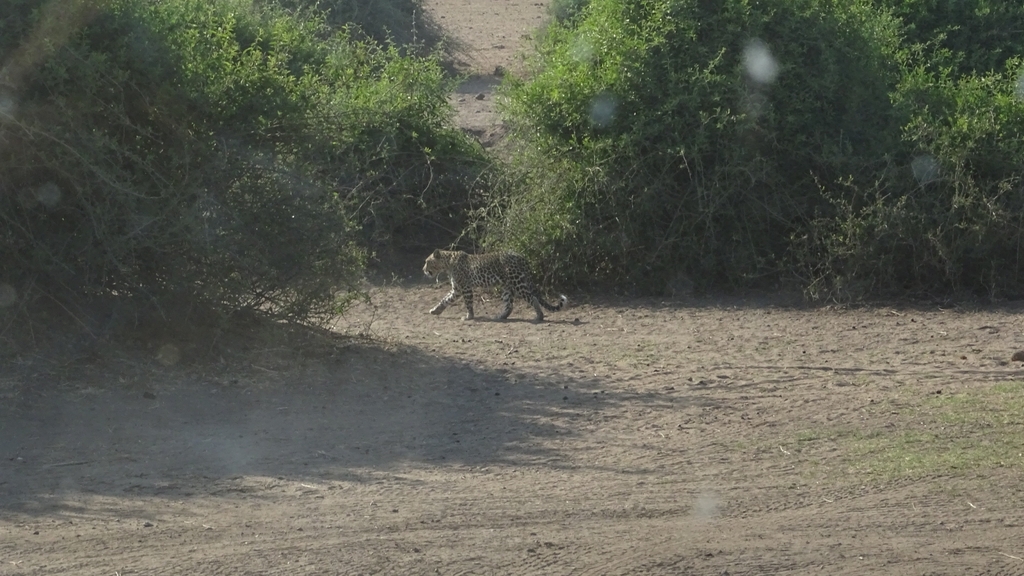 Panthera pardus pardus, , by joachim