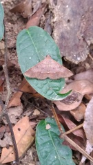 Hypospila bolinoides