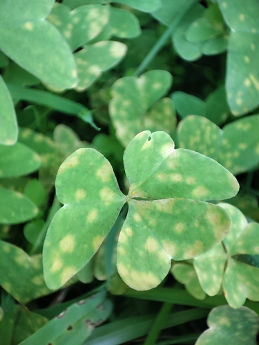 Oxalis rust