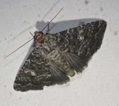 Condica aroana
