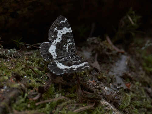 Spear-marked and White-banded Black Moths photo 4