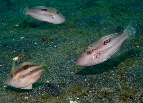 Paramonacanthus curtorhynchos