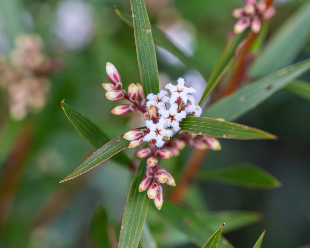 veined beard-heath