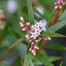 Leucopogon neurophyllus - Photo (c) Matt Tudor, algunos derechos reservados (CC BY-NC), subido por Matt Tudor