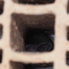 Barbastella barbastellus