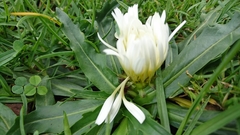 Hypochaeris sessiliflora