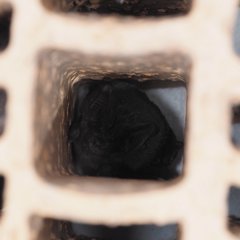 Barbastella barbastellus