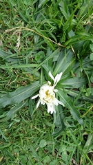 Hypochaeris sessiliflora