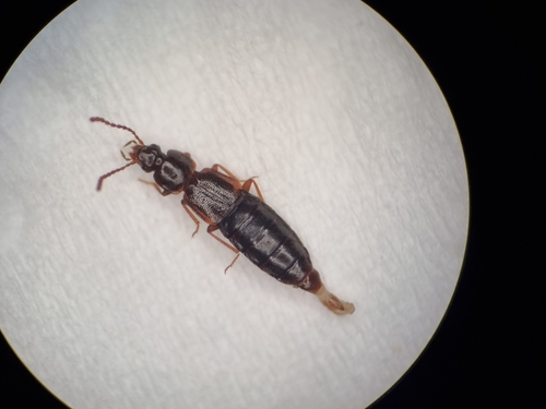 Staph beetle