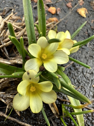Moraea minima
