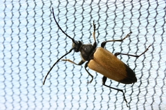 Trigonarthris