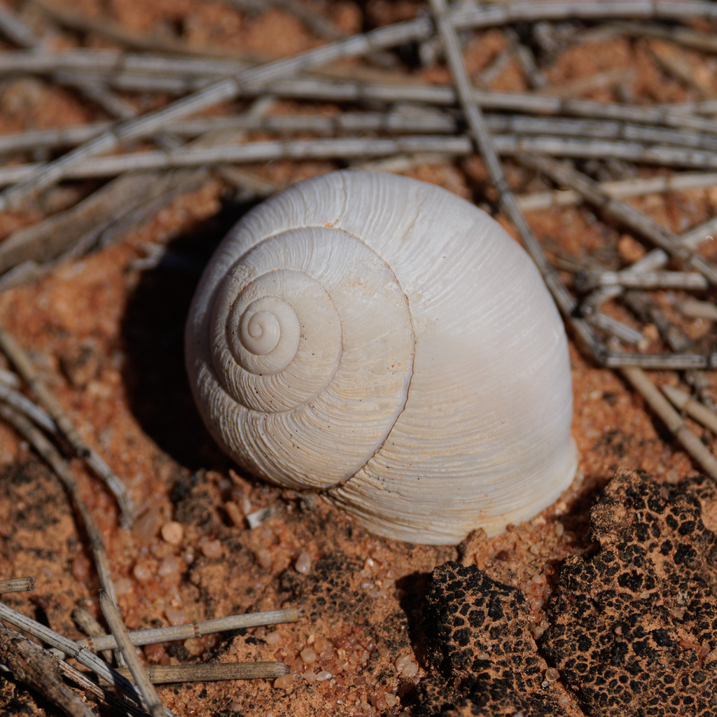 Sinumelon tarcoolanum