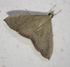 Hyalobathra crenulata