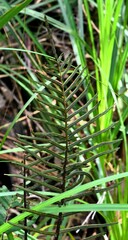 Parablechnum camfieldii image