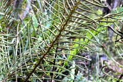 Parablechnum camfieldii image