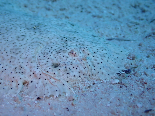 Red Sea Moses Sole — seen at this dive site
