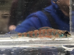 Etheostoma stigmaeum