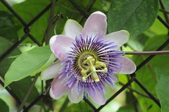 Passiflora alata × caerulea