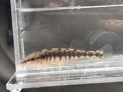 Percina nigrofasciata