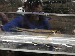 Phenacobius catostomus